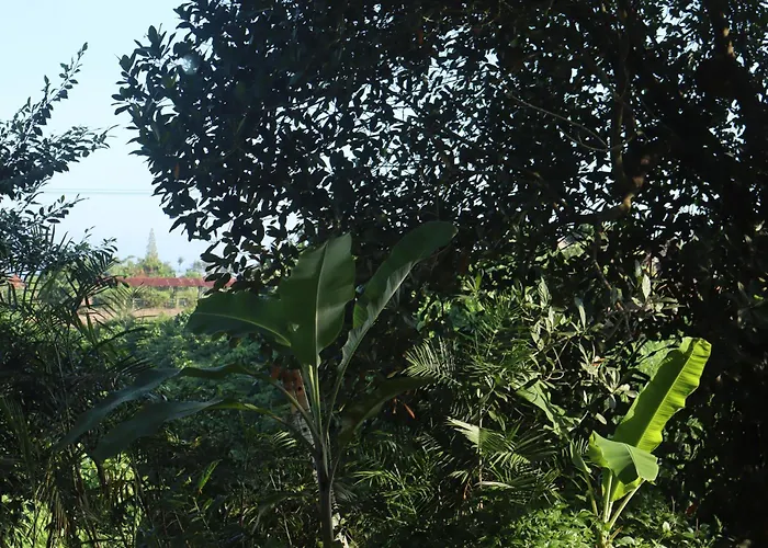 Umah D Abing Siyut